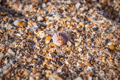 Sea shells with sand as background Stock Photos