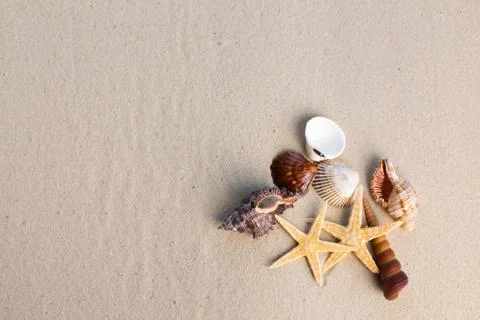 Sea shells with sand as background Stock Photos