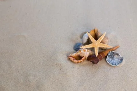 Sea shells with sand as background Stock Photos