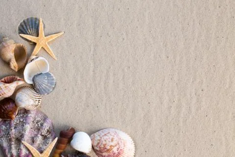 Sea shells with sand as background 스톡 사진