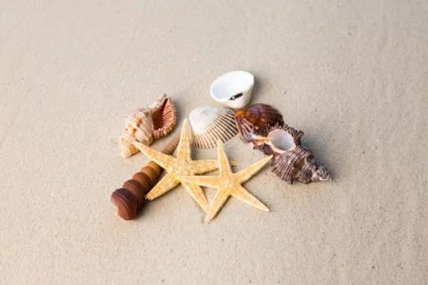 Sea shells with sand as background Stockfoto's