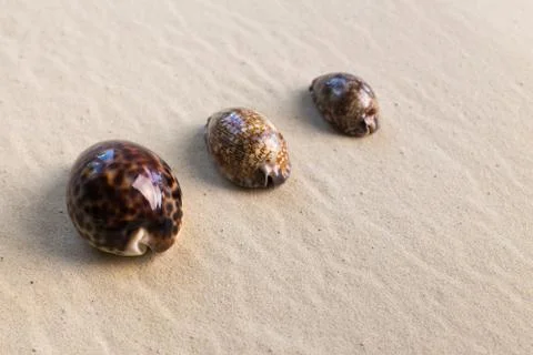 Sea shells with sand as background Stockfoto's