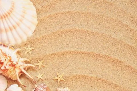 Sea shells with sand as background Stock Photos