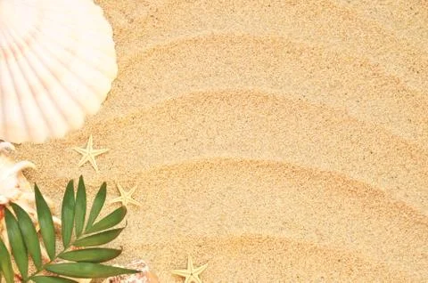 Sea shells with sand as background Foto stock