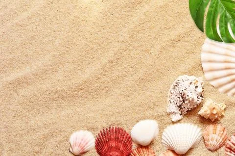 Sea shells with sand as background Foto stock