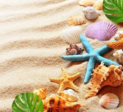 Sea shells with sand as background Stock Photos