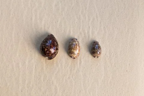 Sea shells with sand as background 스톡 사진