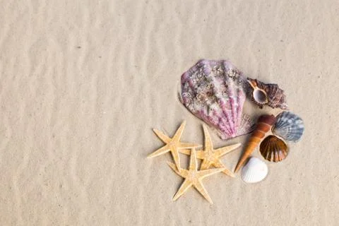 Sea shells with sand as background Stockfoto's