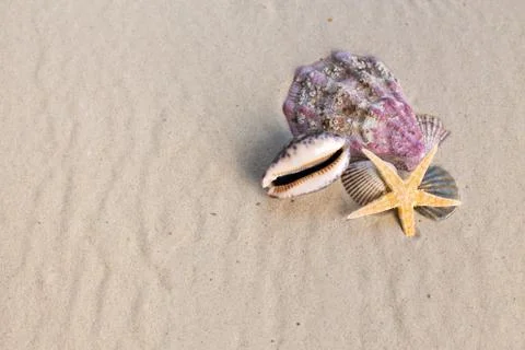 Sea shells with sand as background 写真素材