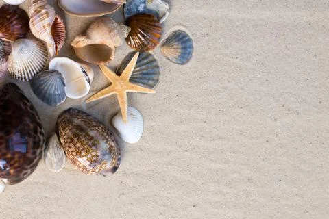 Sea shells with sand as background Stock Photos