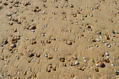 Sea shells with sand as background Stock-Fotos
