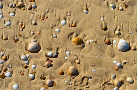 Sea shells with sand as background 스톡 사진