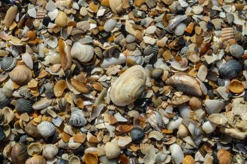 Sea shells on sand as background Foto stock