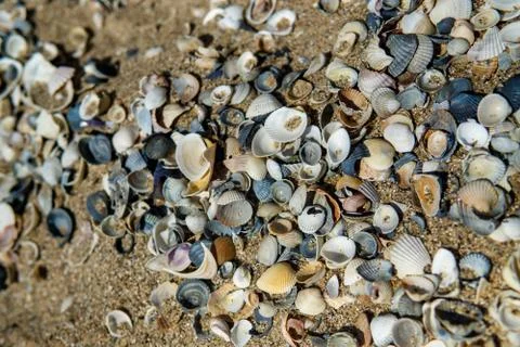 Sea shells on sand as background Stock-Fotos