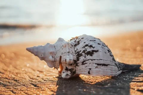 Sea shells on sand as background. Foto stock