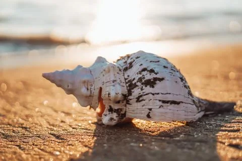 Sea shells on sand as background. Stock Photos