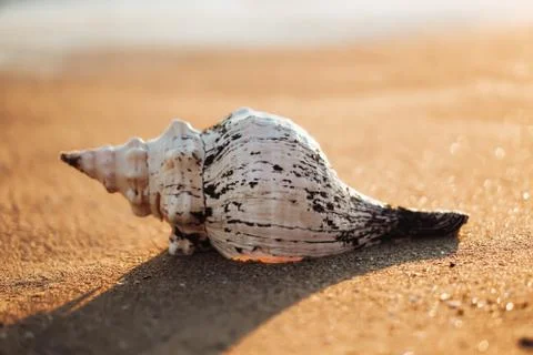 Sea shells on sand as background. Stock Photos