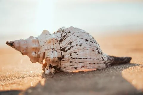 Sea shells on sand as background. Stock Photos