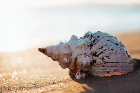 Sea shells on sand as background. Stock Photos