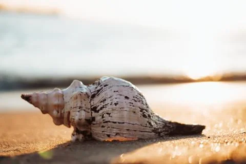 Sea shells on sand as background. Stock-Fotos