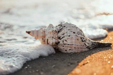 Sea shells on sand as background. Stock Photos