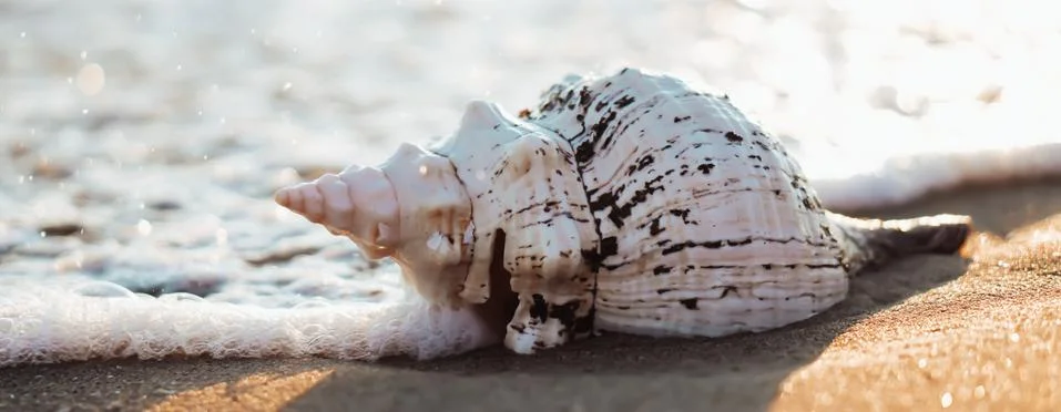 Sea shells on sand as background. Stock-Fotos