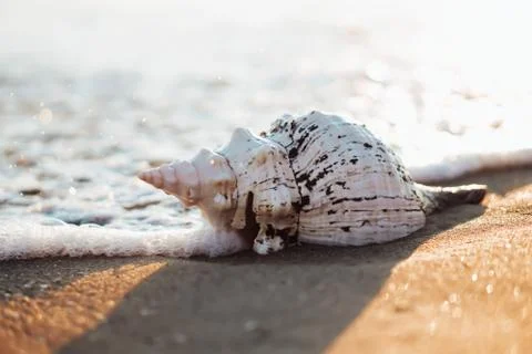 Sea shells on sand as background. Stock Photos