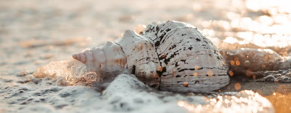 Sea shells on sand as background. Stock Photos