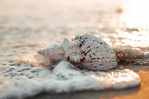 Sea shells on sand as background. Stock Photos