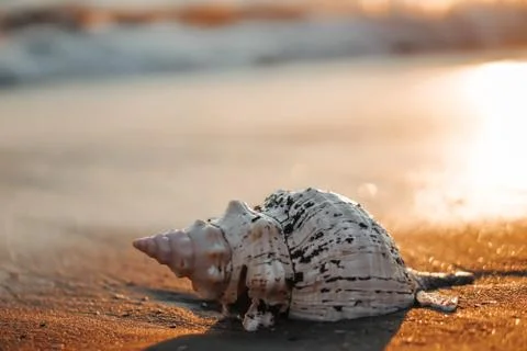 Sea shells on sand as background. Stock Photos