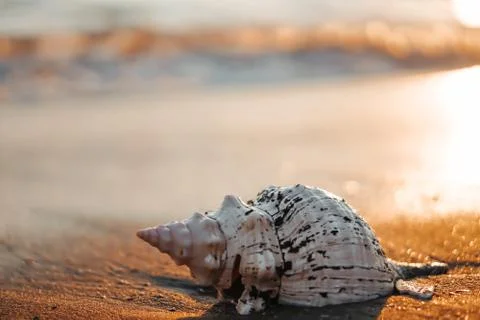 Sea shells on sand as background. Foto stock