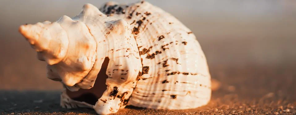Sea shells on sand as background. Stock Photos