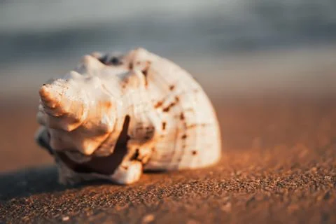 Sea shells on sand as background. Stock Photos