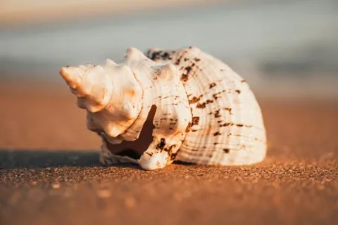 Sea shells on sand as background. Stock Photos