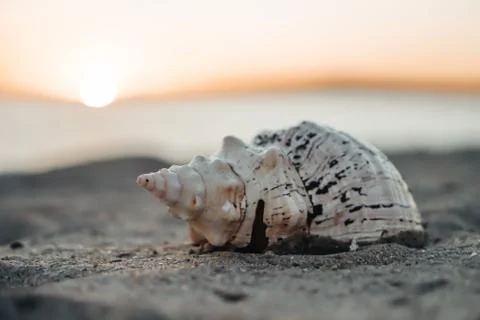 Sea shells on sand as background. Stock-Fotos