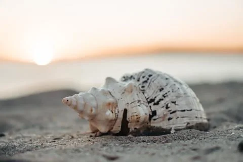 Sea shells on sand as background. Stock Photos