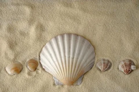 Sea shells  with sand as background Stock Photos