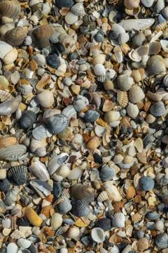 Sea shells on sand as background Foto stock