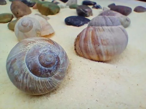 Sea shells on sand background Stock Photos