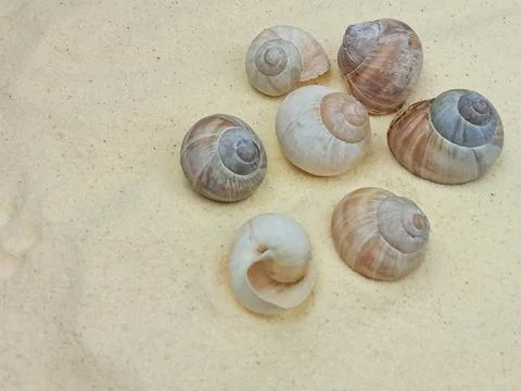 Sea shells on sand background Stock Photos