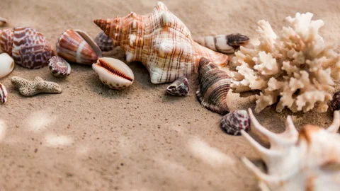 Sea shells with sand as background. Summer beach. Stock Footage 99748481