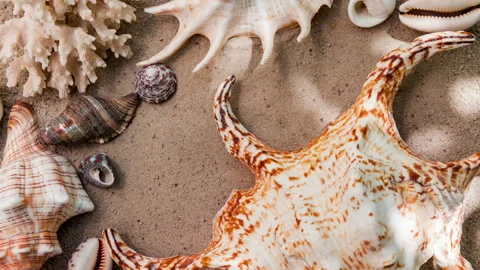 Sea shells with sand as background. Summer beach. Vídeo Stock 99748889