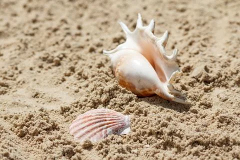 Sea shells with sand on the background. Summer beach. Seashell collection. Stock Photos