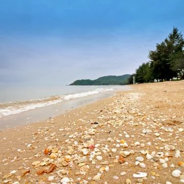 Sea shells on sand at the beach Stock Photos
