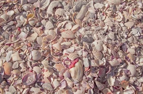 Sea shells on sand beach Stock Photos