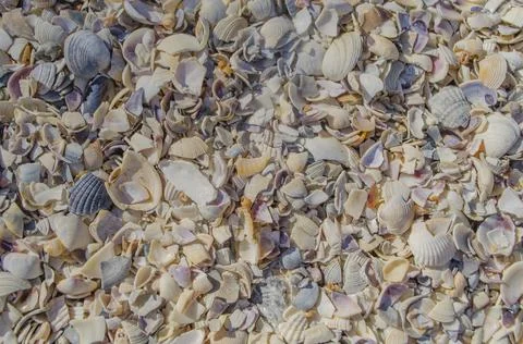 Sea shells on sand beach Stock Photos