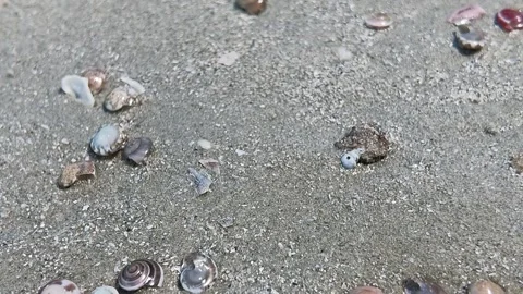 Sea Shells On Sand Beach in Sihanoukville Cambodia Stock Footage 337050457