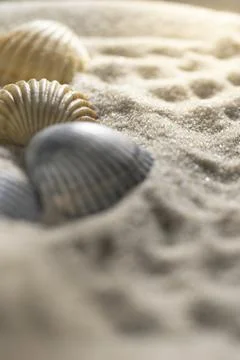 Sea shells in the sand, macro Stock Photos