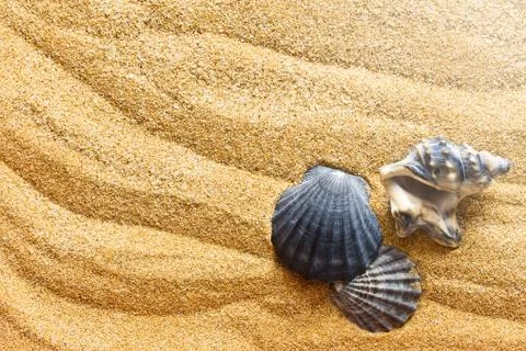Sea shells on sand Foto stock