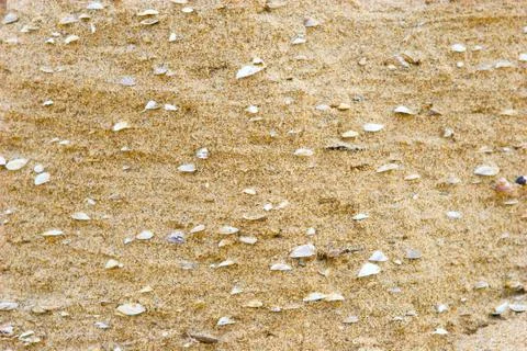 Sea shells in the sand Stock Photos